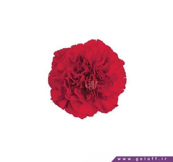 گل میخک مودا - Carnation | گل آف
